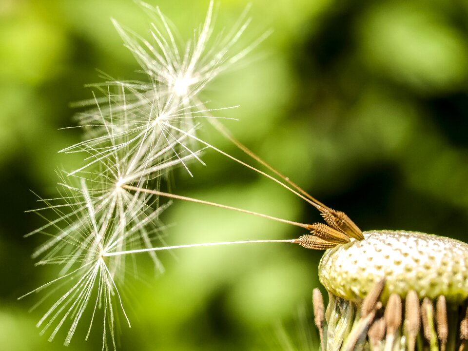 Flower plant nature