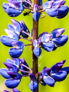 Bloom plant nature