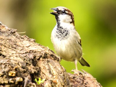 Songbird garden bird nature photo