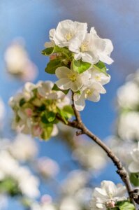 Spring spring flower sunshine photo