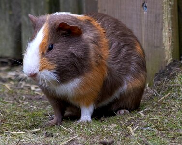 Nature animals hairy