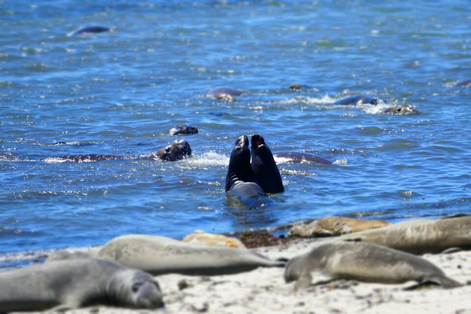 Ocean mammal wildlife