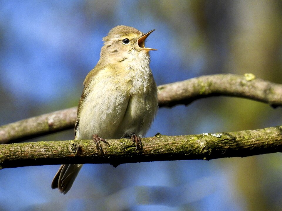 Garden bird nature animal