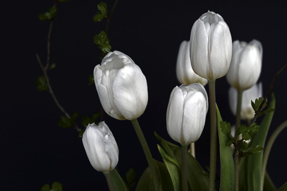 Green tulip flower flowers