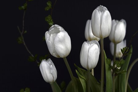Green tulip flower flowers