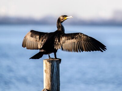 Water bird nature animal photo