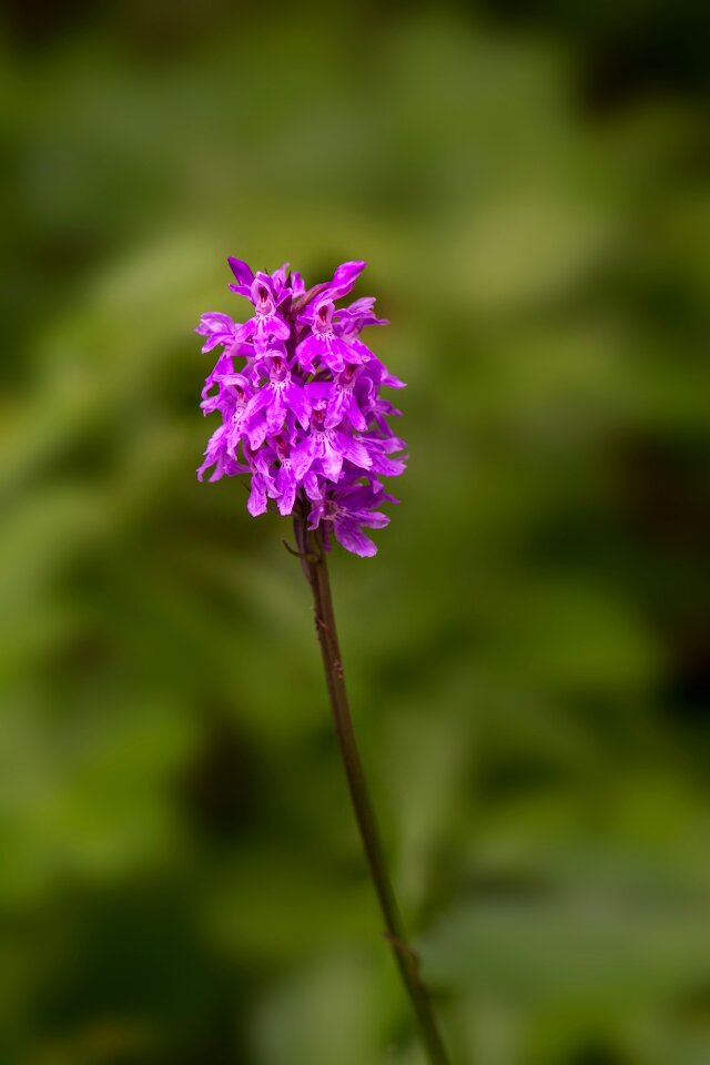 Flower blossom bloom