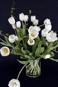 Green tulip flower flowers photo