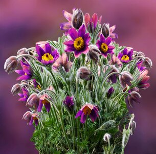 Plant macro violet photo