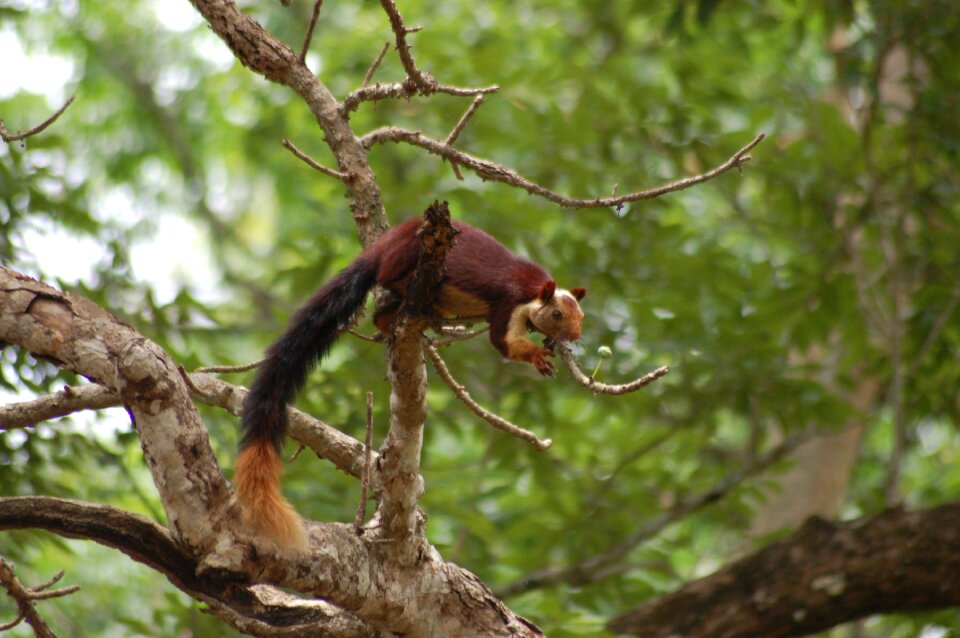 Wildlife animal nature