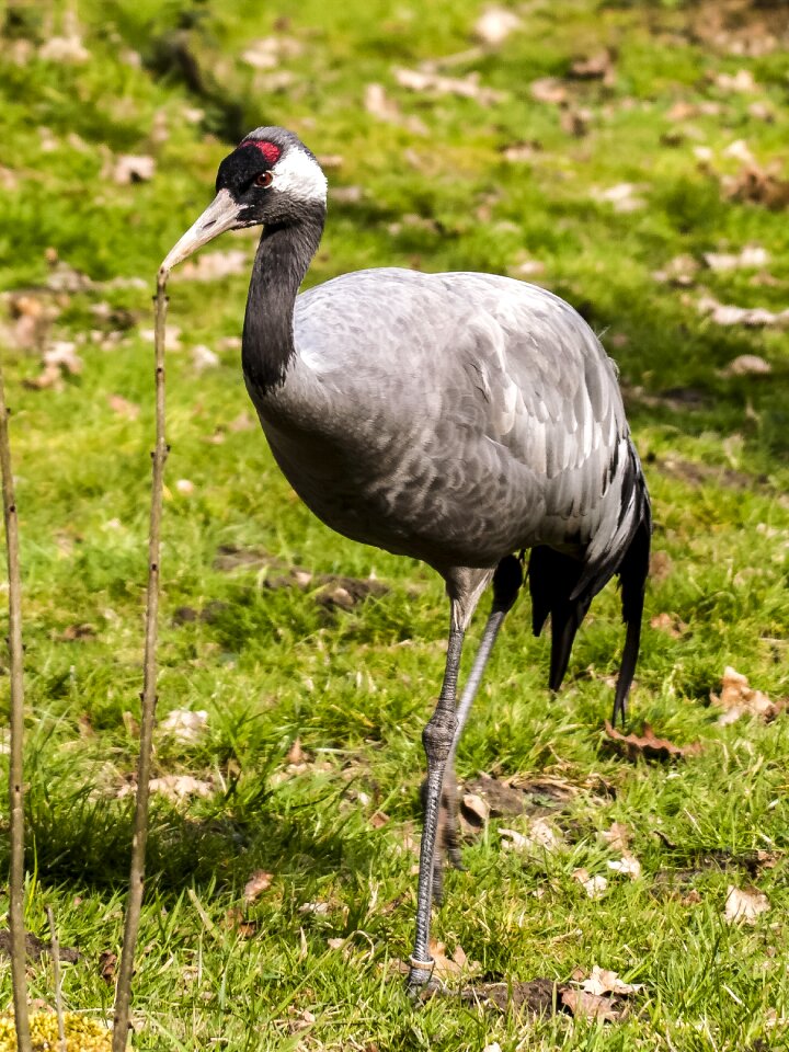 Bird nature animal