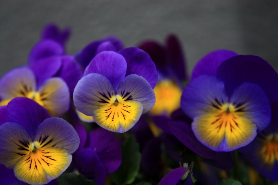 Romantic spring flower purple