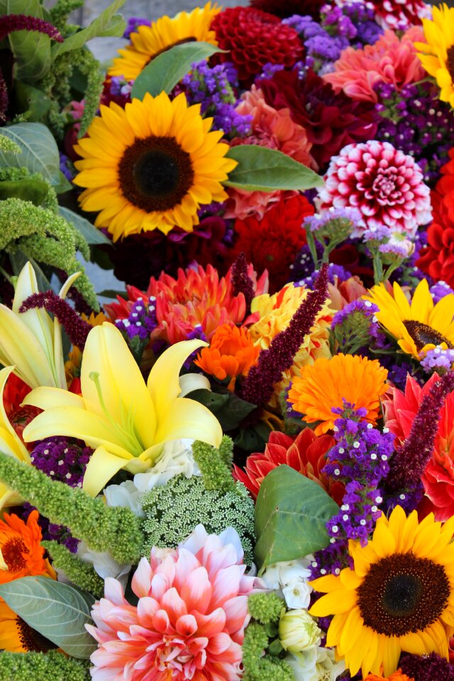 Colorful blooms blossoms