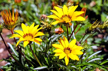 Bloom bloom yellow