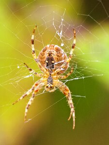 Araneus nature animal