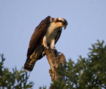 Bird nature wild