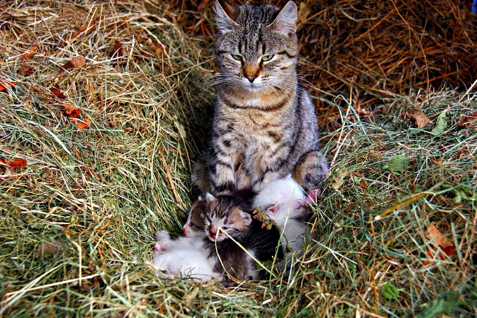 Animals cute family