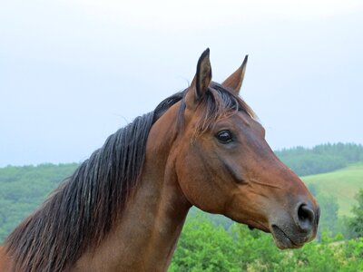 Breeding horses horse head head