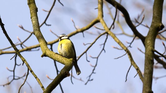 Nature songbird young bird
