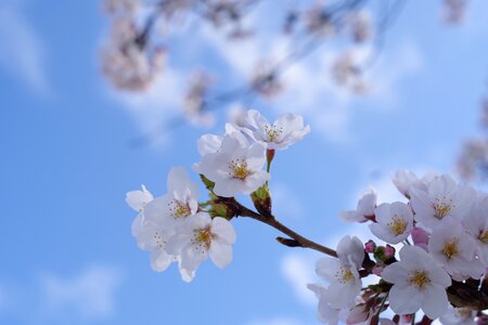 Arboretum spring flowers spring photo