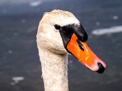 Water bird nature animal photo