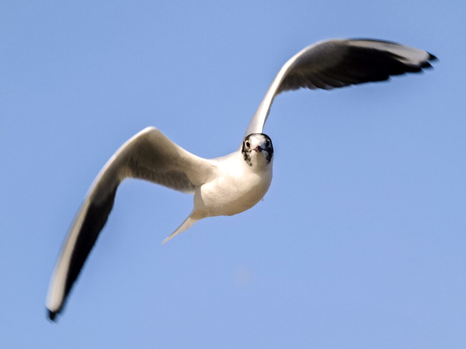 Bird nature animal