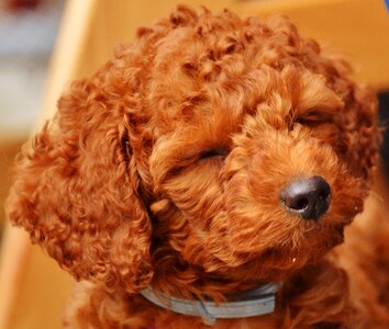 Puppy fur lure