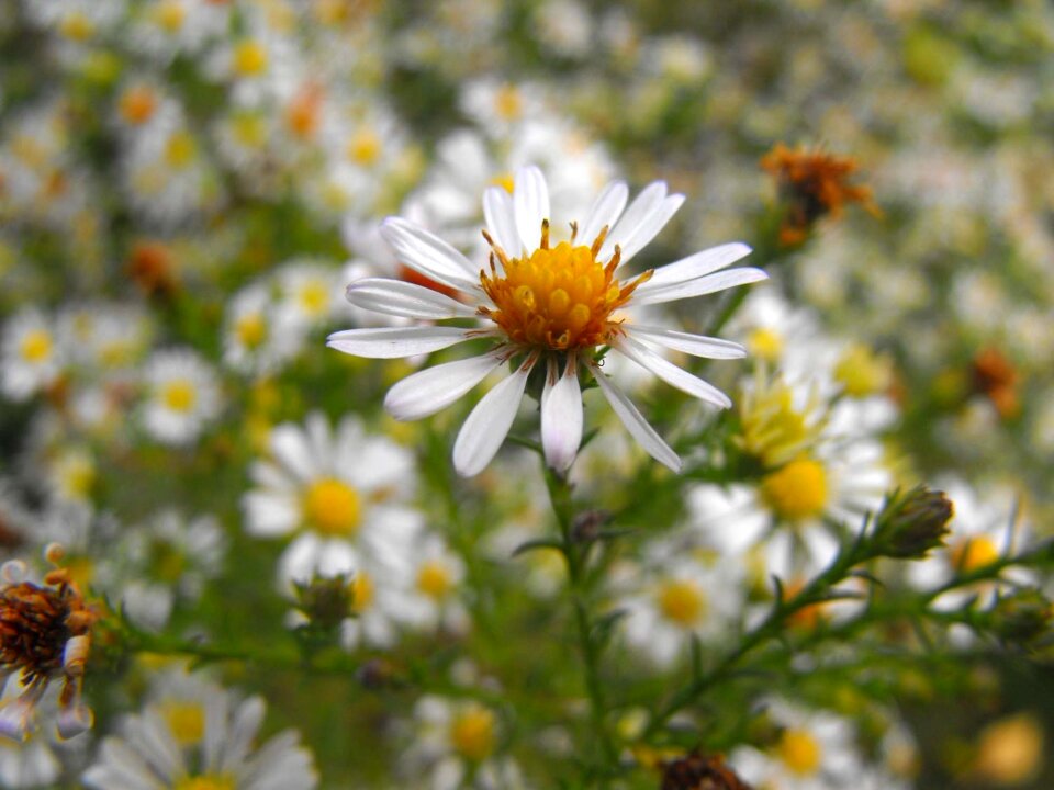 Margarétky daisy plants