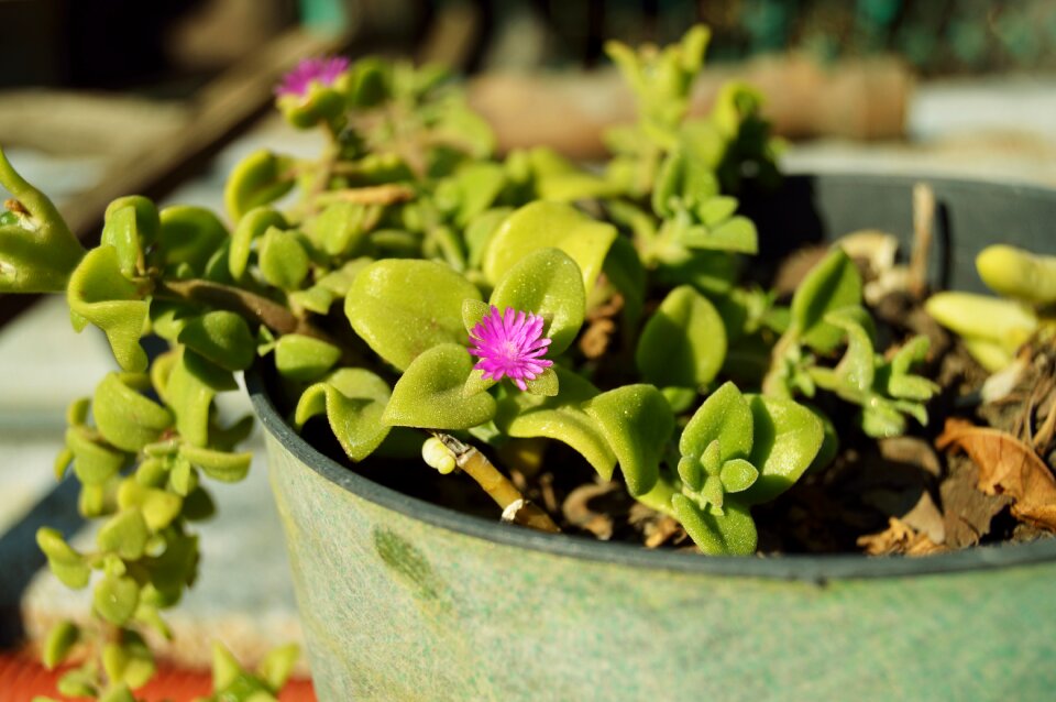 Green garden flower