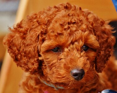 Puppy fur lure