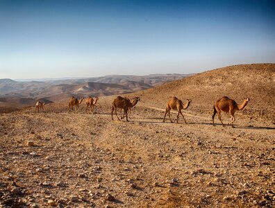 Arava wide brown photo