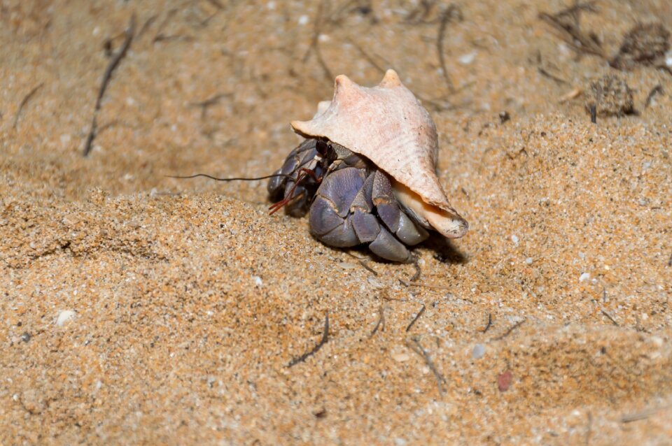 Sandy beach the night animals