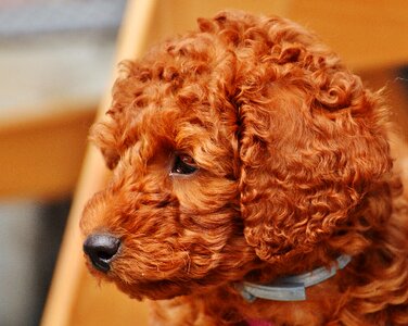 Puppy fur lure