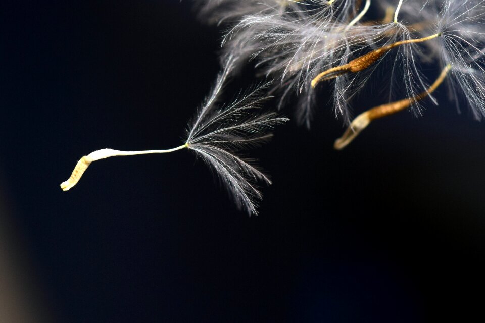 Macro nature pointed flower