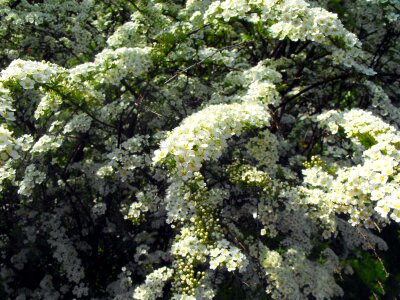 Shrub nature garden