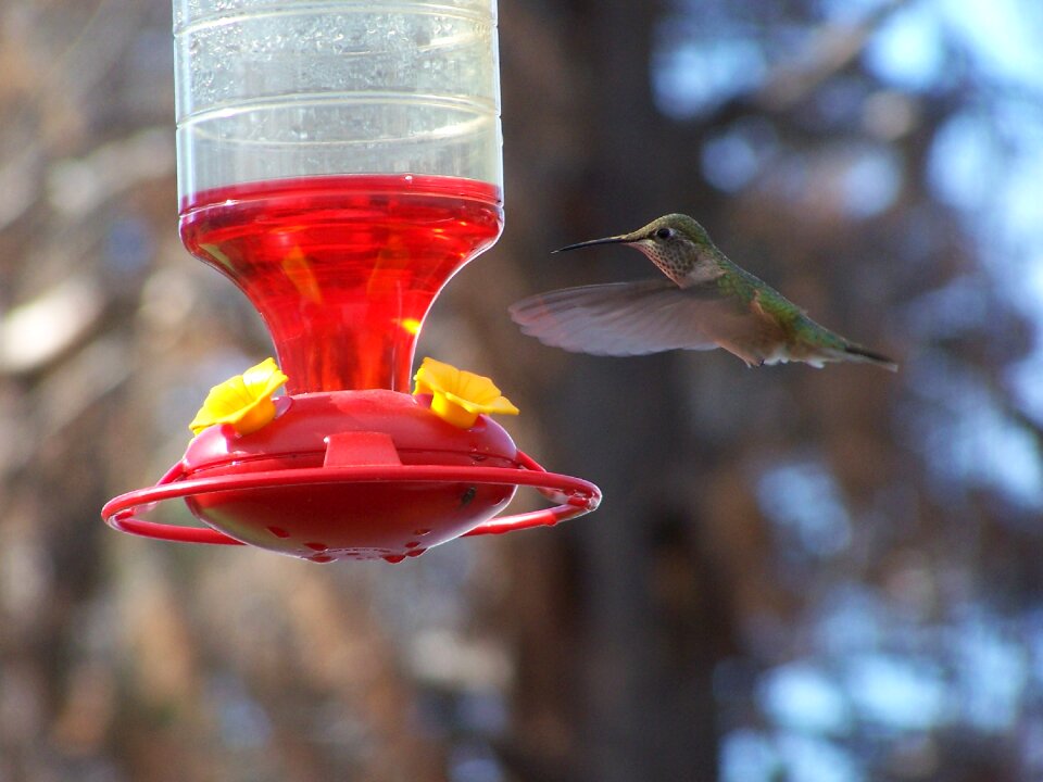 Nature flying animal