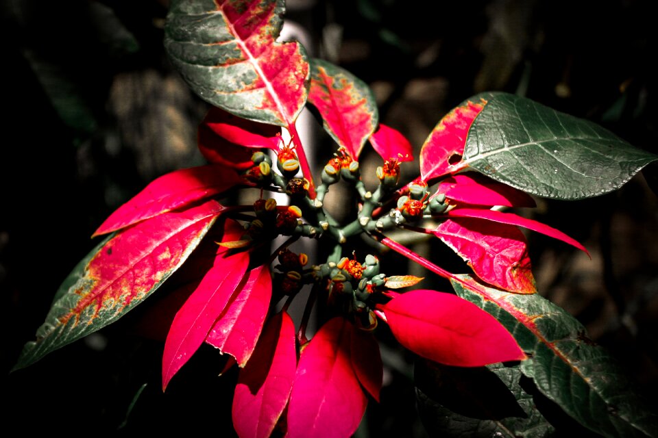 In the black plant black