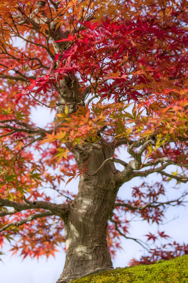 Acer palmatum wood nature