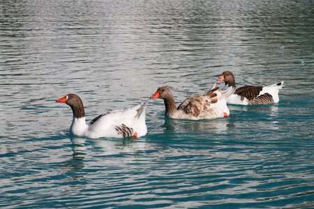 Animal peace nature