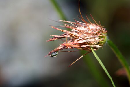 Macro closeup the delicacy