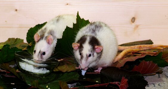 Animals of lovers of mammals heads photo