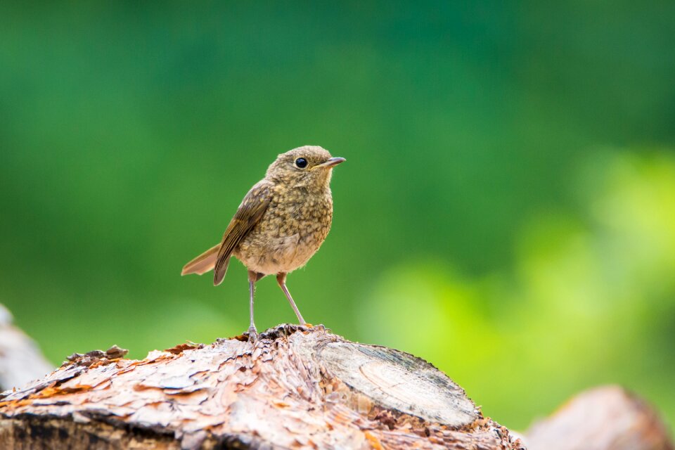 Small bird plumage close up
