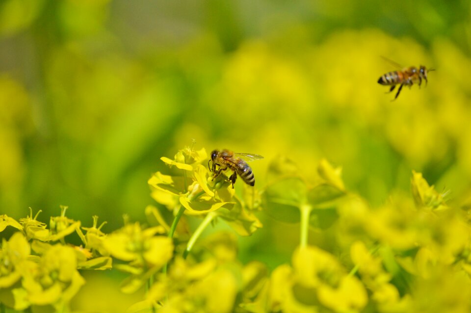 Bloom pollination pollen photo