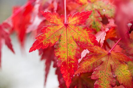Autumn leaf nature red leaf