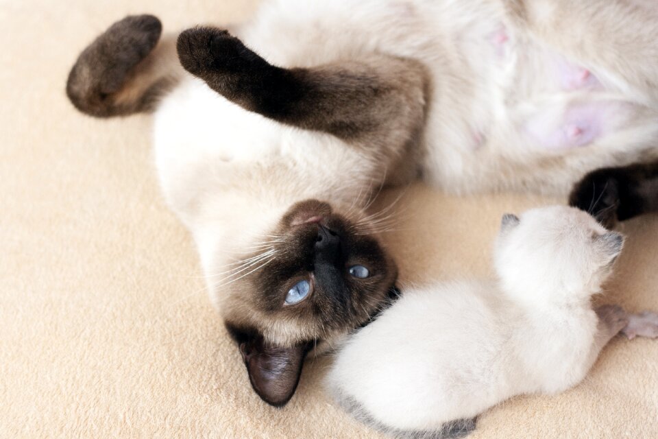 Elegant cat eyes cute