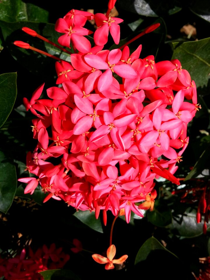 Red nature germanium