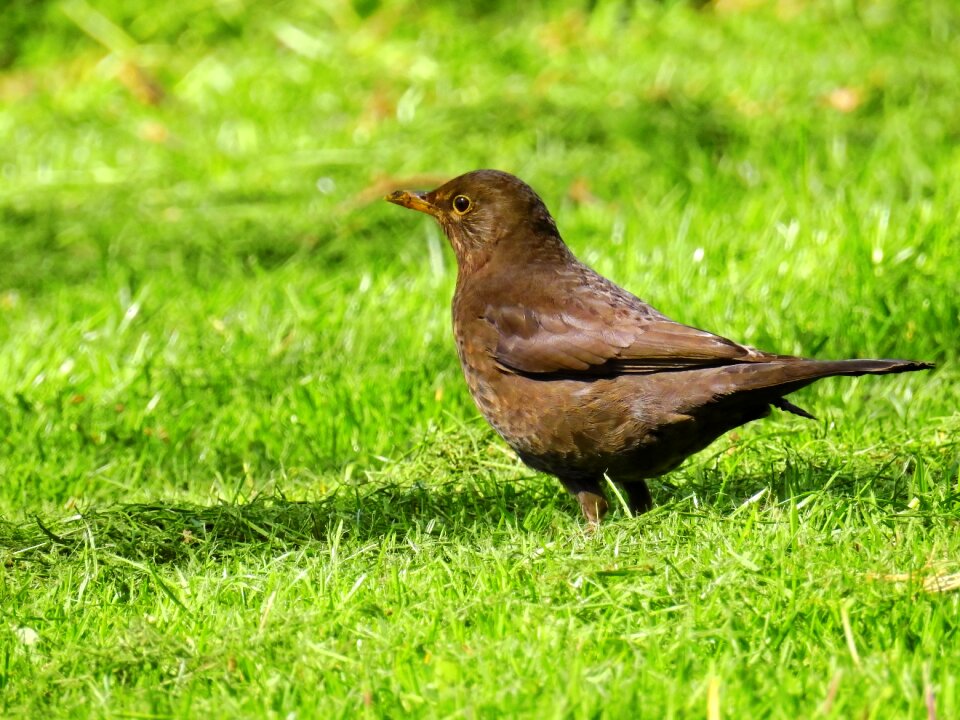 Songbird nature animal