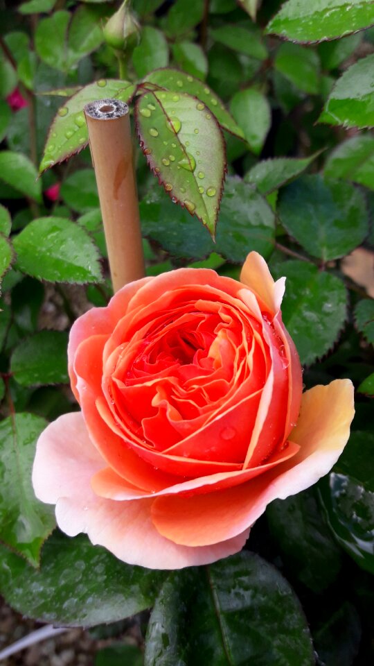 Macro public record flower