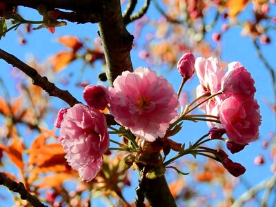 Spring nature japanese cherry photo