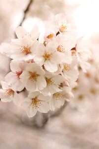 Cherry blossoms cherry blossom viewing Free photos